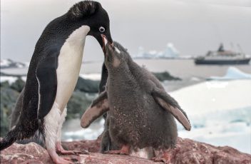 Antarctic_adelie_penguins_(js)_21